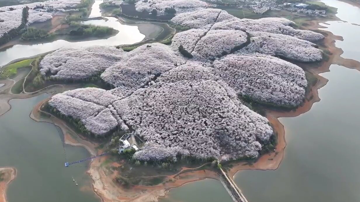 Цветущий рай. Тысячи деревьев распустились в вишневом саду китайского Гуйяна