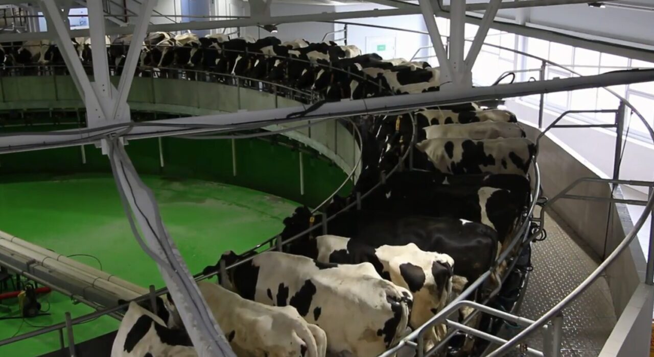 «Молоко все идет высшим сортом». Новая доильная карусель открылась на сельхозпредприятии в Челябинской области