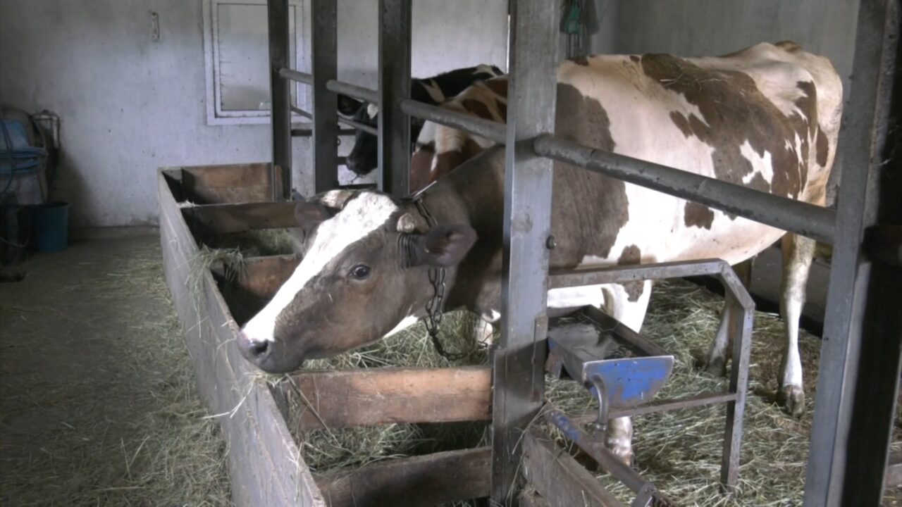 В России начали действовать штрафы за неправильное обращение с побочными продуктами животноводства